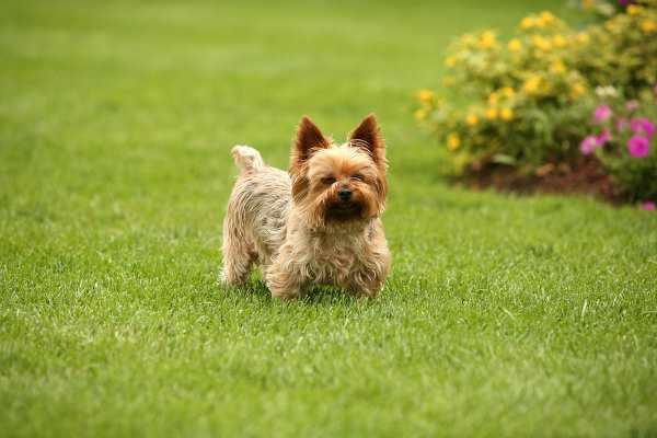 A healthy Cairn Terrier is standing on a green lawn.