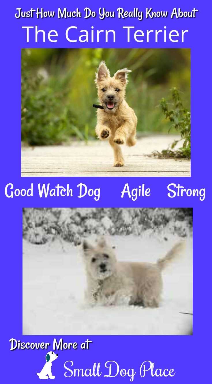 How Much Do You Know about the Cairn Terrier (Pin) How Much Do You Know about the Cairn Terrier (Pin)