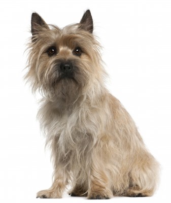 Cairn Terrier