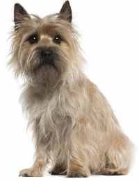 Cairn Terrier