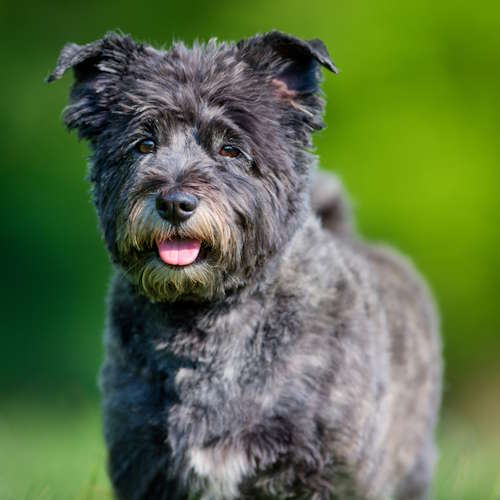 A cairn terrier dog in front of a green background.