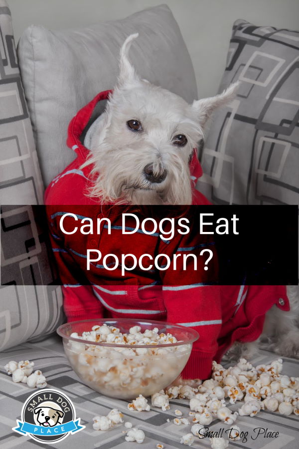 Can Dogs Eat Popcorn: Pin Image