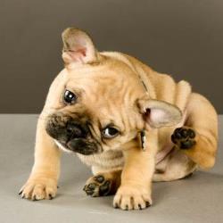 Canine Atopic Dermatitis