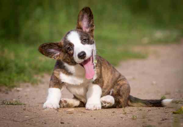Cardigan Welsh Corgi Cardigan-Welsh-Corgi600.jpg