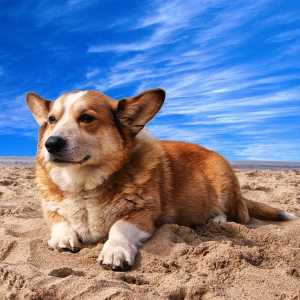 Cardigan Welsh Corgi lying on the sand