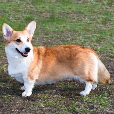 Corgi tail