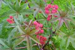 Castor Bean or Castor Oil Plant, Mole Bean Plant, African Wonder Tree is poisonous to dogs.