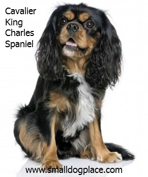Cavalier King Charles Spaniel: Gut mit Kindern