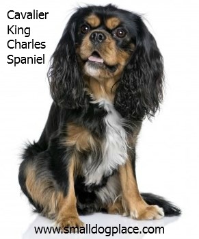 Cavalier King Charles Spaniel:  Good with Children