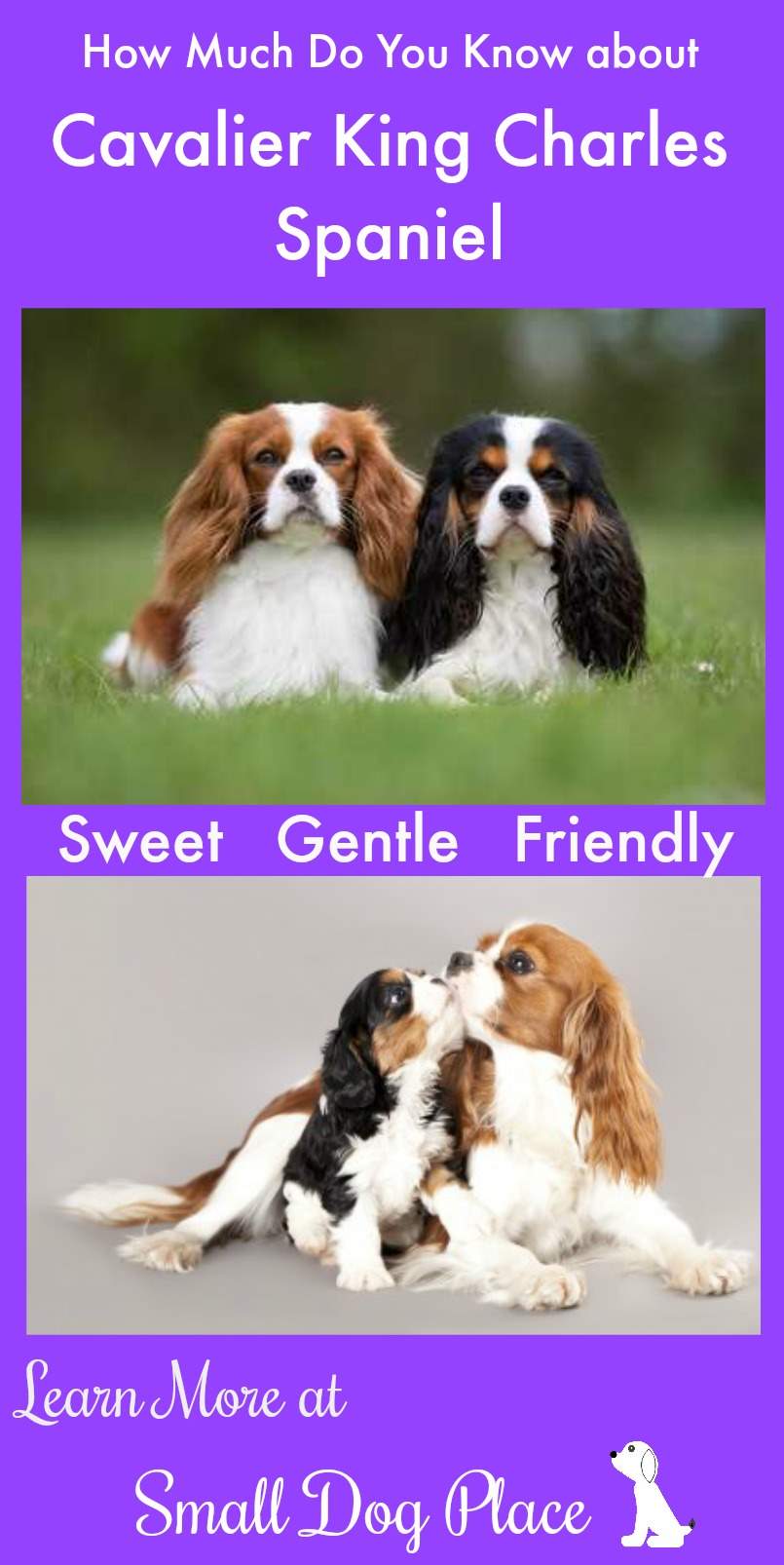 Cavalier King Charles Spaniel Breed Profile