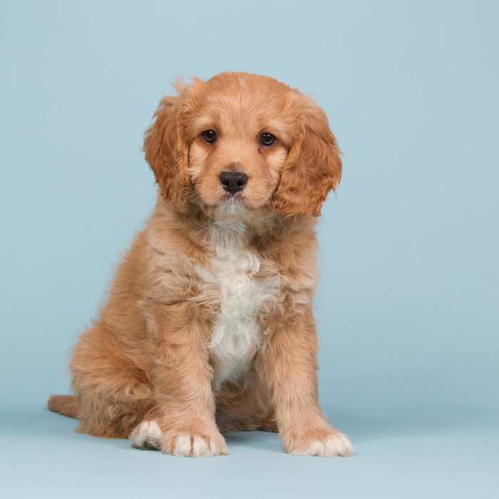 An apricot cavapoo is sitting in front of a blue background