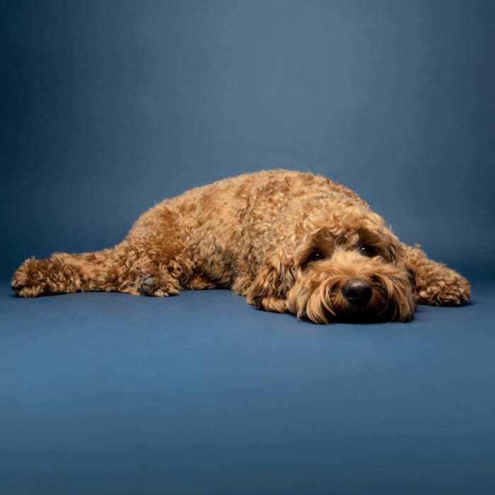 A red cavapoo is resting in front of a blue background
