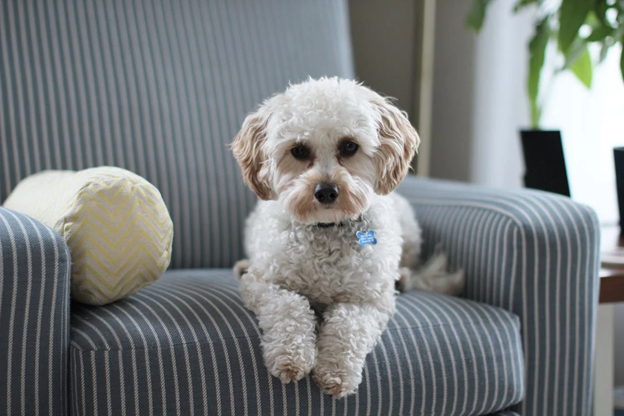 A Cavapoo is resting on a chair looking at the camera