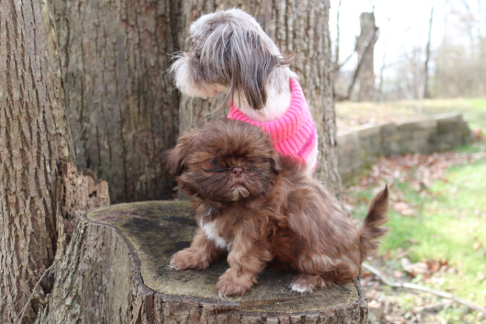 Two Shih Tzu dogs resting on a tree stump