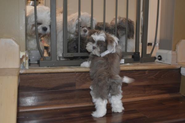 A puppy looking at a group of adult dogs