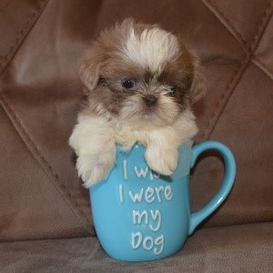 world's smallest shih tzu