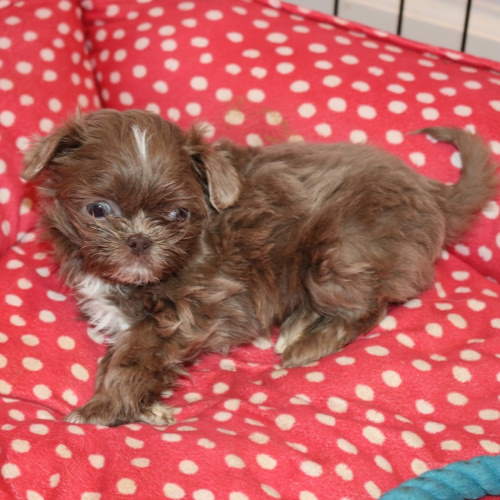 A brown Shih Tzu puppy is resting on a red and white dog bed.