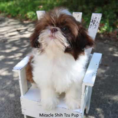 A Shih Tzu puppy is sitting on a tiny chair