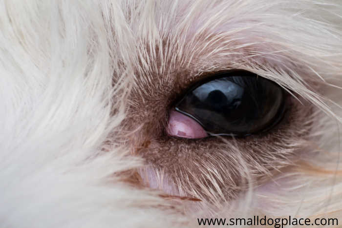 Cherry Eye in Small Breed Dogs Causes, Treatment, Costs