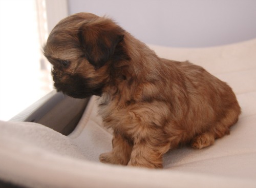 Adjust shadows and/or highlights when editing your photos. A puppy is staring out the window