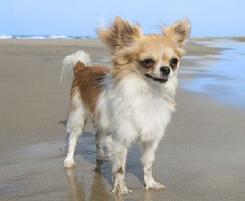 The small the breed, the longer the life?  Chihuahuas have been known to live to the ripe old age of 20.