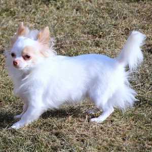 Long Haired Small Dog Breeds