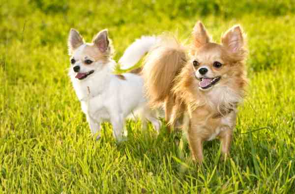 There are lots to love about chihuahuas--find out if this is the small dog breed for you.