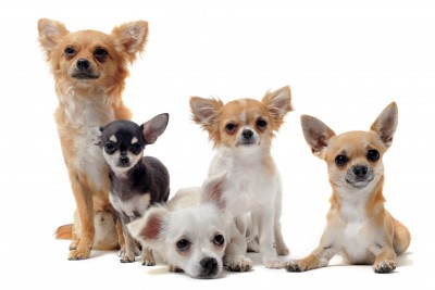 Most Popular Small Breed Dogs