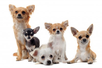 most popular little dogs