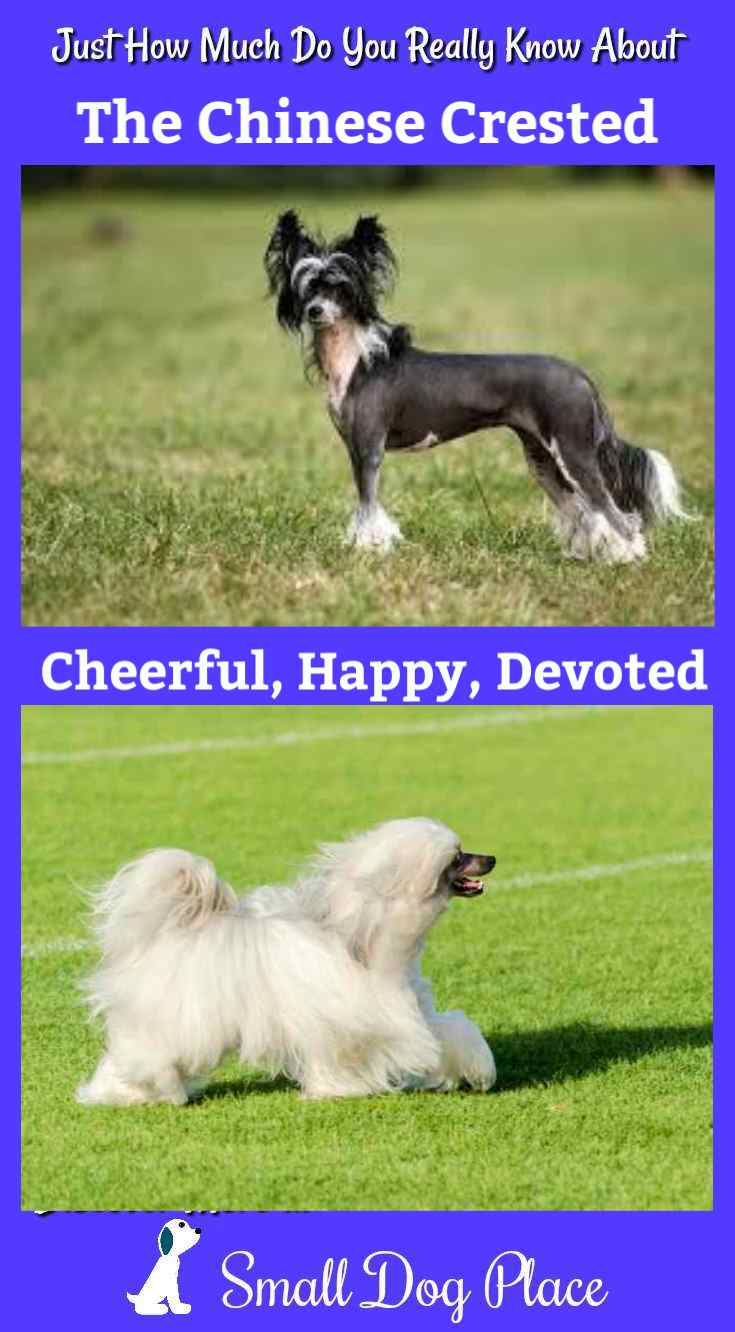 The Chinese Crested Dog Breed Profile