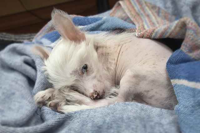 A Chinese Crested Puppy is snuggled in some blankets.