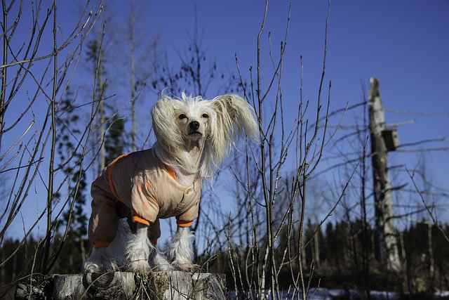 A Chinese Crested is standing on a stump in the middle of winter.