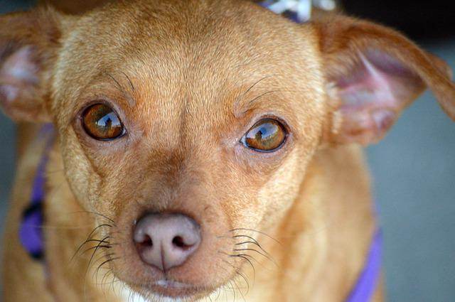 Chiweenie: Chihuahua and Dachshund