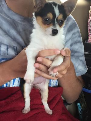 Chihuahua--Yorkshire Terrier Mix, Chorkie Chihuahua--Yorkshire Terrier Mix, Chorkie