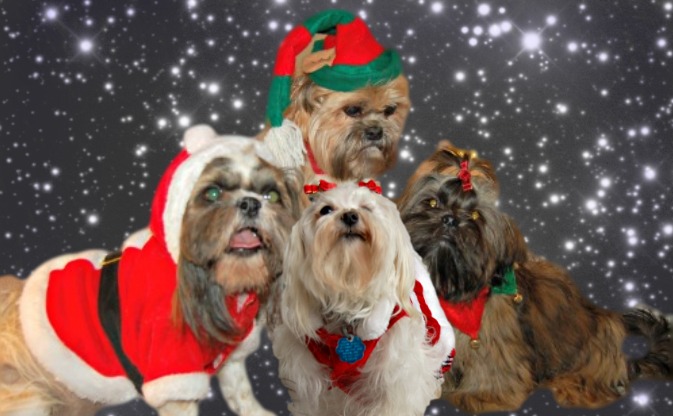 Dog Names Based on the Christmas Holiday