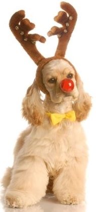 Christmas Puppy Names - Small Dog Place