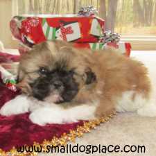 Link to Puppies as Gifts