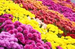 The Chrysanthemum plant is a Fall blooming perennial that comes in numerous varieties and many colors. It is toxic to dogs.