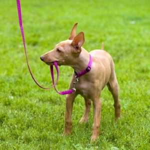 Cirneco Dell'Etna holding a leash in his mouth