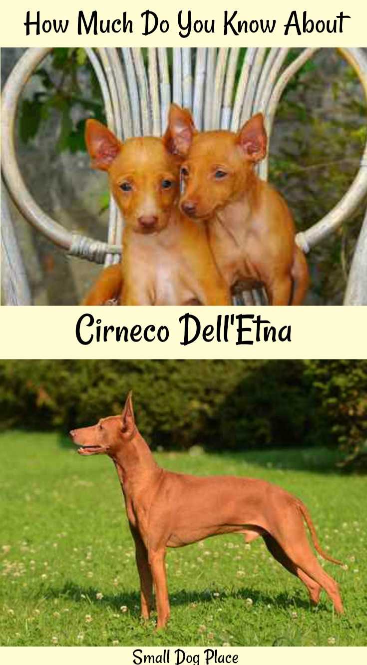 Learn more about the Cirneco Dell'Etna at Small Dog Place Cirneco Dell'Etna Dog Breed Profile