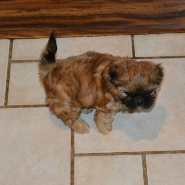 A puppy ready to eliminate