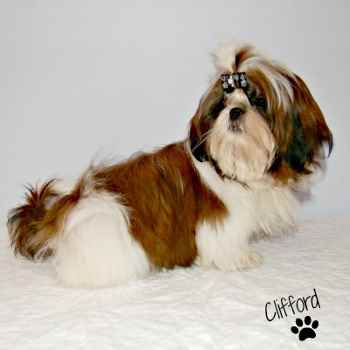 Red and White Shih Tzu Puppy