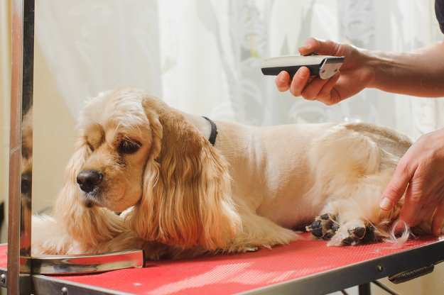 Dog grooming can leave you fatigued if you don't choose a comfortable hair clipper. Dog grooming can leave you fatigued if you don't choose a comfortable hair clipper.