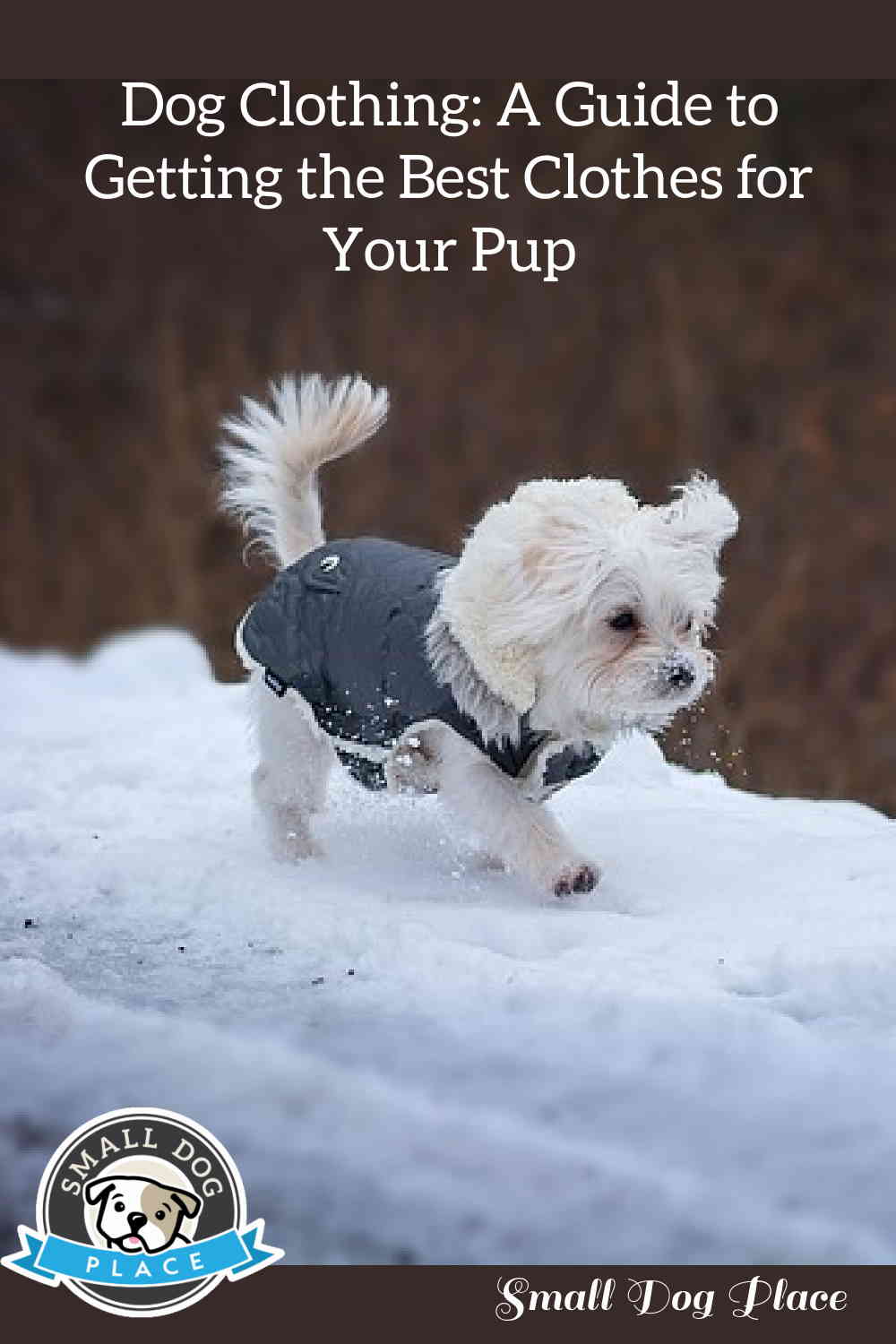A Maltese dog is wearing a winter coat for dogs