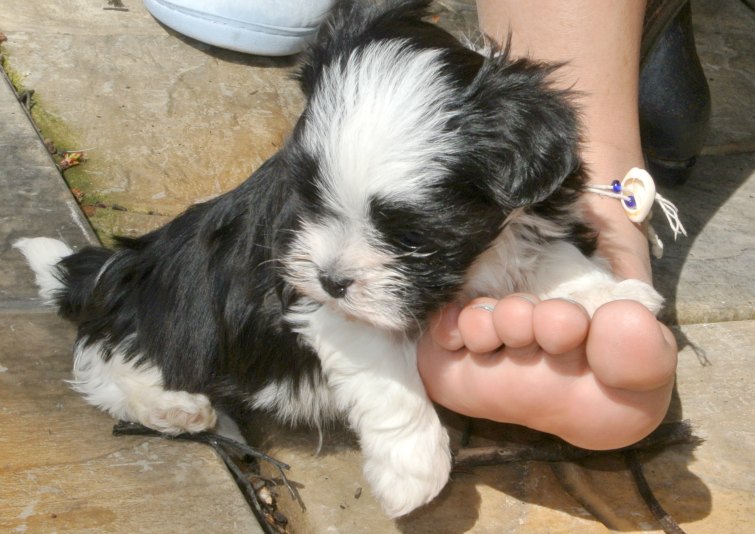 Malshi puppy is snuggling on a girl's foot. Malshi puppy is snuggling on a girl's foot.