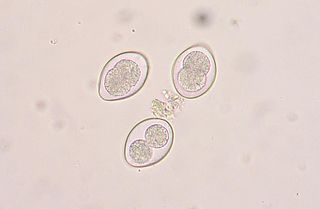 Coccidia oocysts taken under magnification