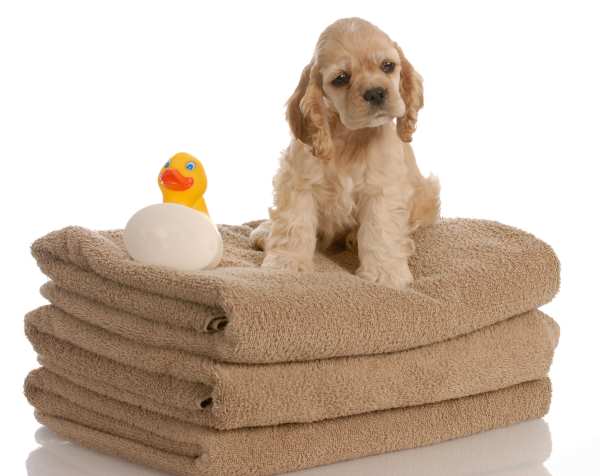 A cocker spaniel puppy is sitting on top of a stack of towels.