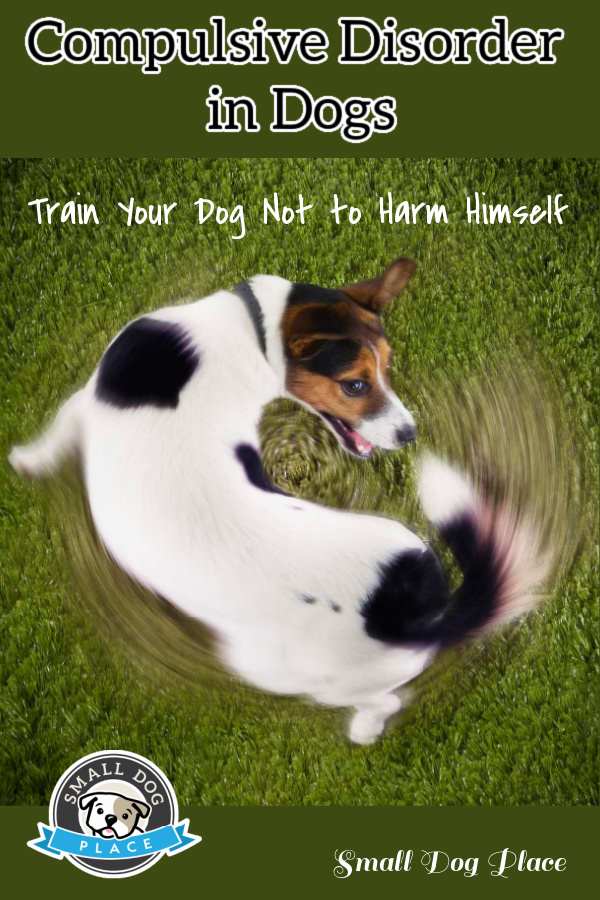 Compulsive Disorder in Dogs Pin Compulsive Disorder in Dogs Pin
