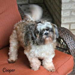 An overweight Shih Tzu is shown standing on an orange chair.