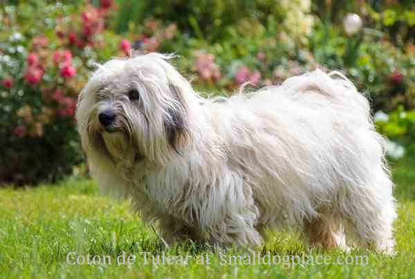 Coton de Tulear